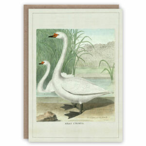 Swan greeting card