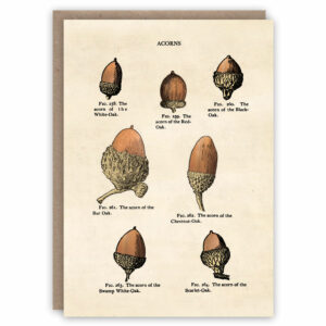 Types of acorn greeting card