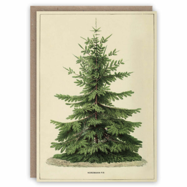 Christmas card illustrating a Nordman Fir tree