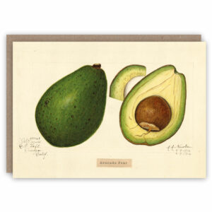 Greeting card illustrating avocado by Amanda Almira Newton