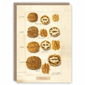 Greeting card illustrating walnuts by Amanda Almira Newton