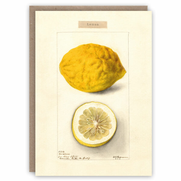 Greeting card illustrating lemon by Deborah Griscom Passmore