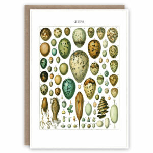 Greeting card with a bird egg identification chart