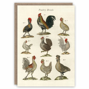 Types of poultry breeds greeting card