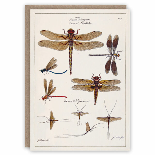 Dragonfly greeting card