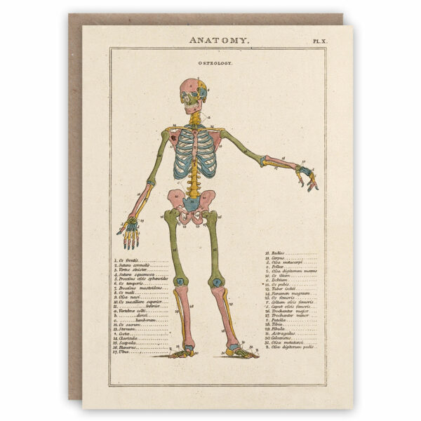 Human anatomy skeleton greeting card