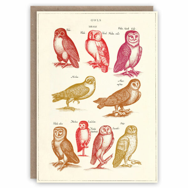 Owl greeting card