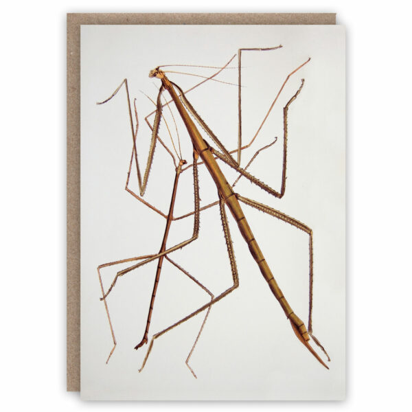 Greeting card illustrating a stick insect