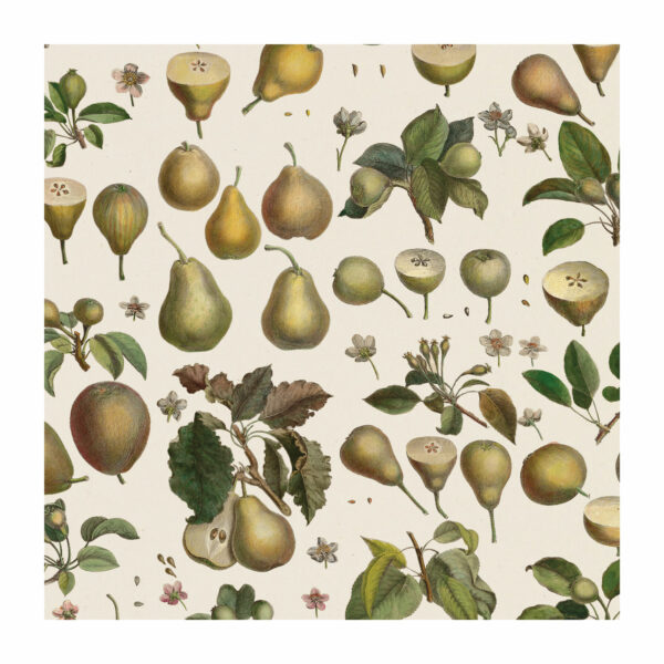 Detail from fruit wrapping paper with pattern created from pears illustrations