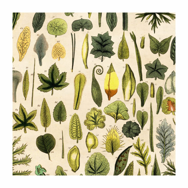 Detail from wrapping paper illustrating types of leaves