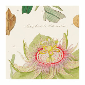 Detail from poster featuring vintage botanical illustrations